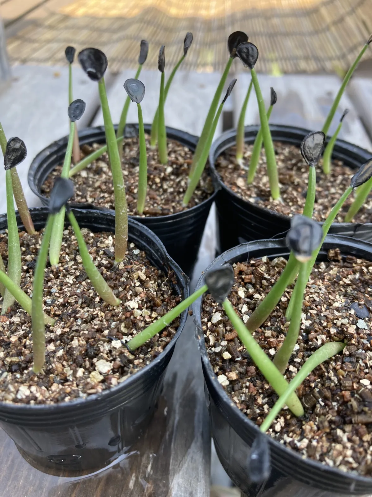 Agave potatorum (アガベ ポタトラム)