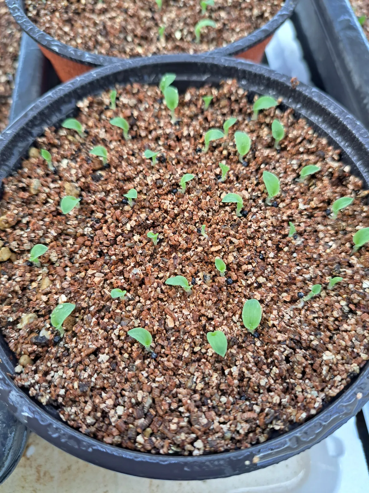 Chlorophytum orchidastrum 'Princess Mabel' (クロロフィツム プリンセス メイブル)