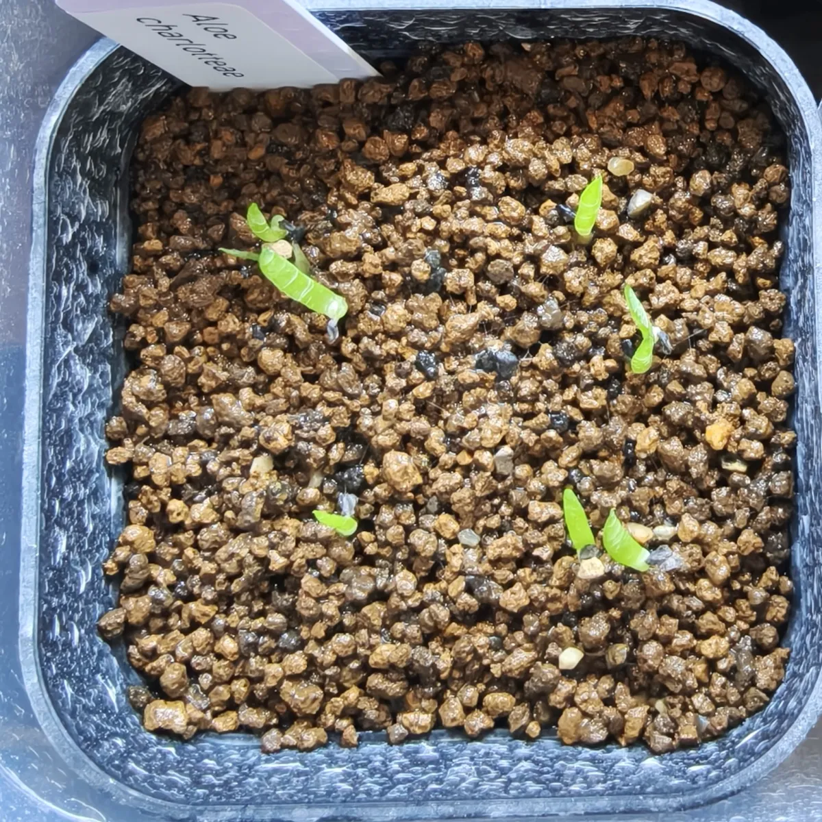 Aloe charlotteae (アロエ シャルロッティ)