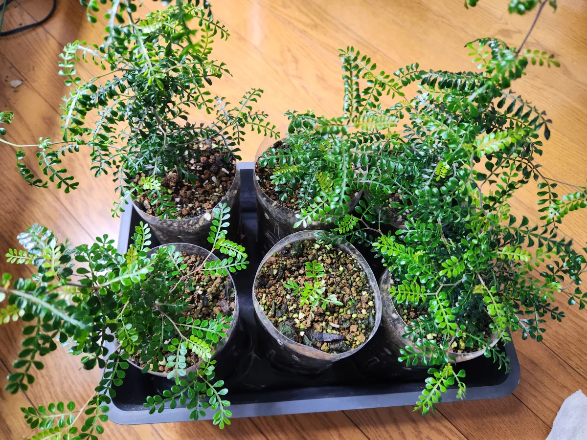 種子] オペルクリカリア パキプス Operculicarya pachypus Lot.2025D