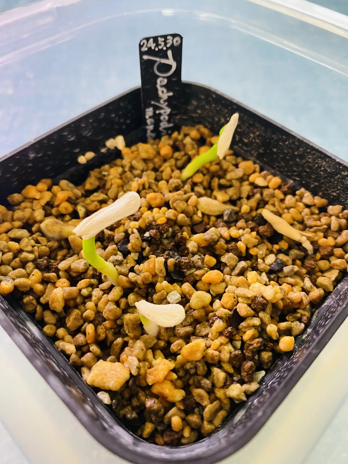 Pachypodium menabeum (パキポディウム メナベウム)