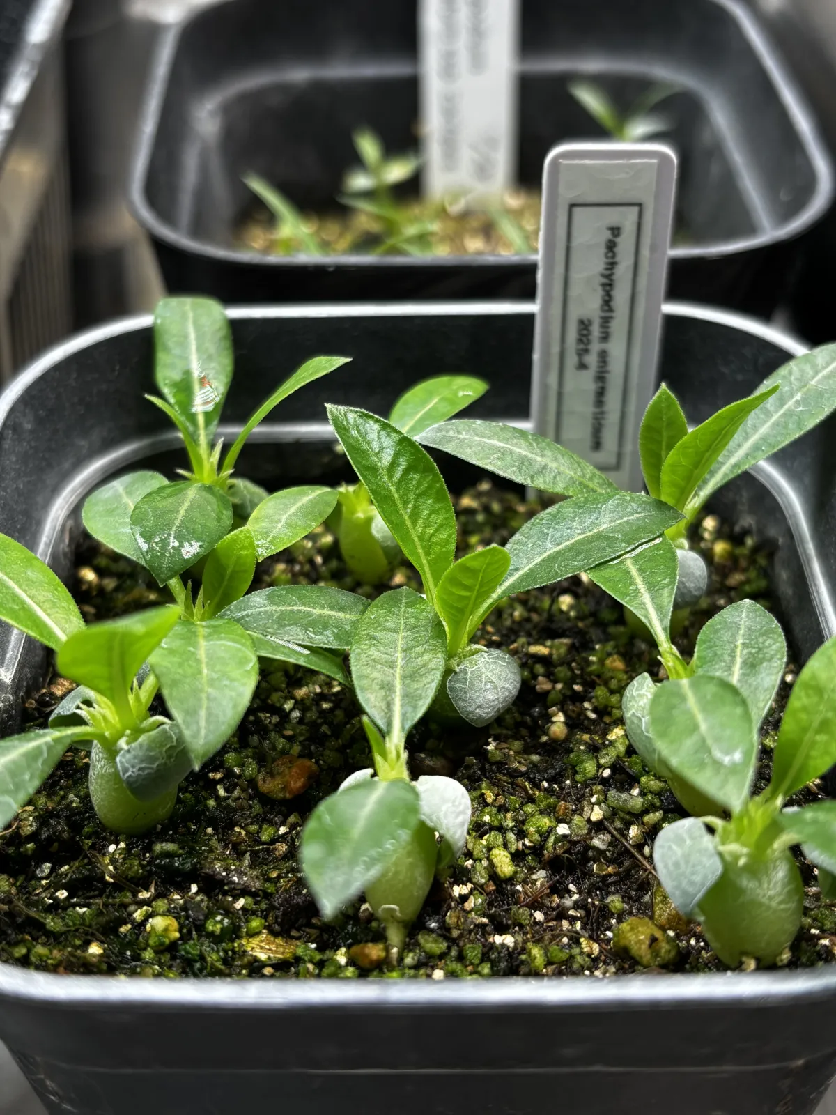 Pachypodium enigmaticum (パキポディウム エニグマチカム)