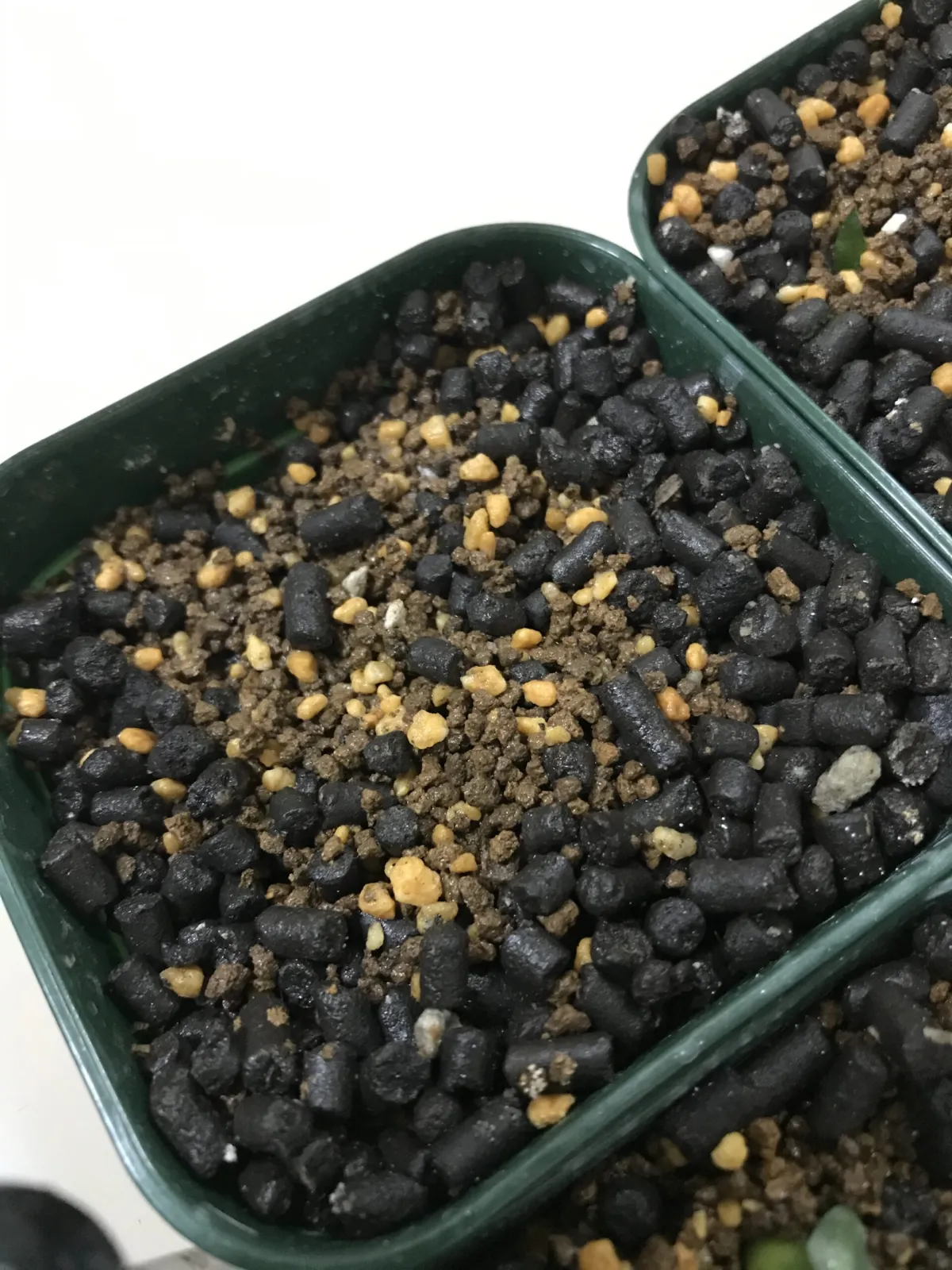 Pachypodium brevicaule subsp. leucoxanthum (パキポディウム レウコキサンツム)