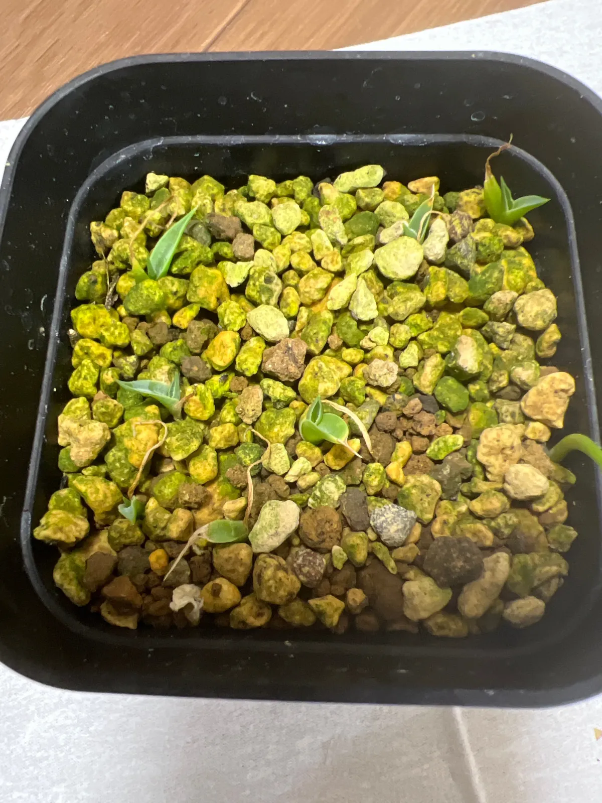 Agave utahensis var. eborispina 'Hayford' (アガベ エボリスピナ ヘイフォード)