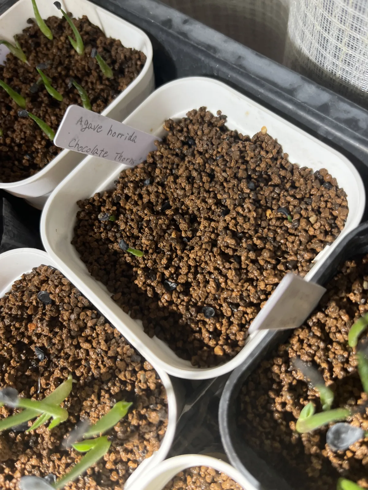 Agave horrida 'Chocolate Thorn' (アガベ ホリダ チョコレートソーン)