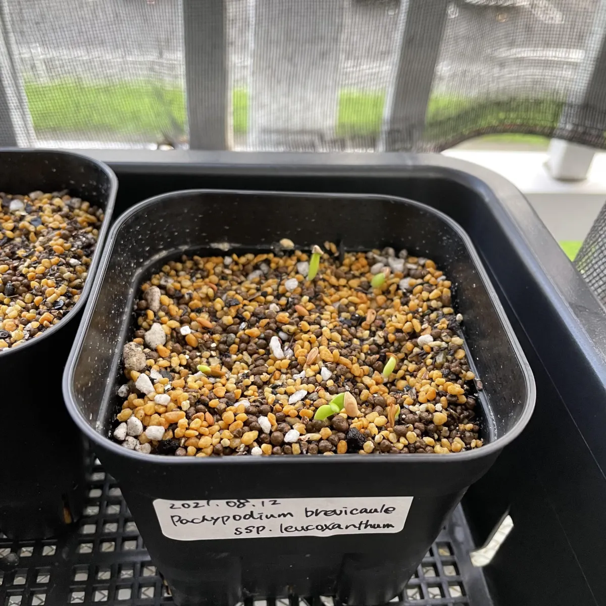 Pachypodium brevicaule subsp. leucoxanthum (パキポディウム レウコキサンツム)