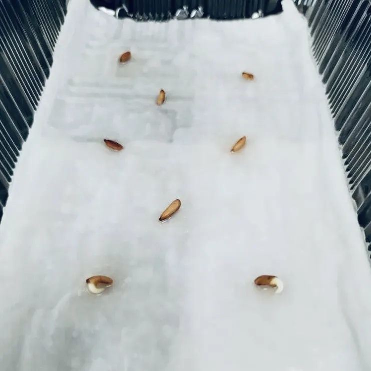 Pachypodium brevicaule subsp. leucoxanthum (パキポディウム レウコキサンツム)