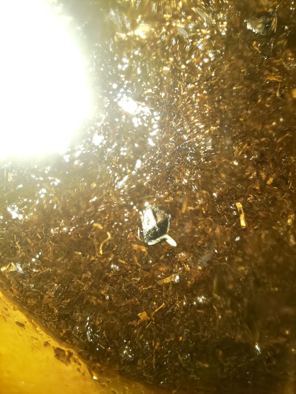 Agave gypsophila (アガベ ジプソフィラ)