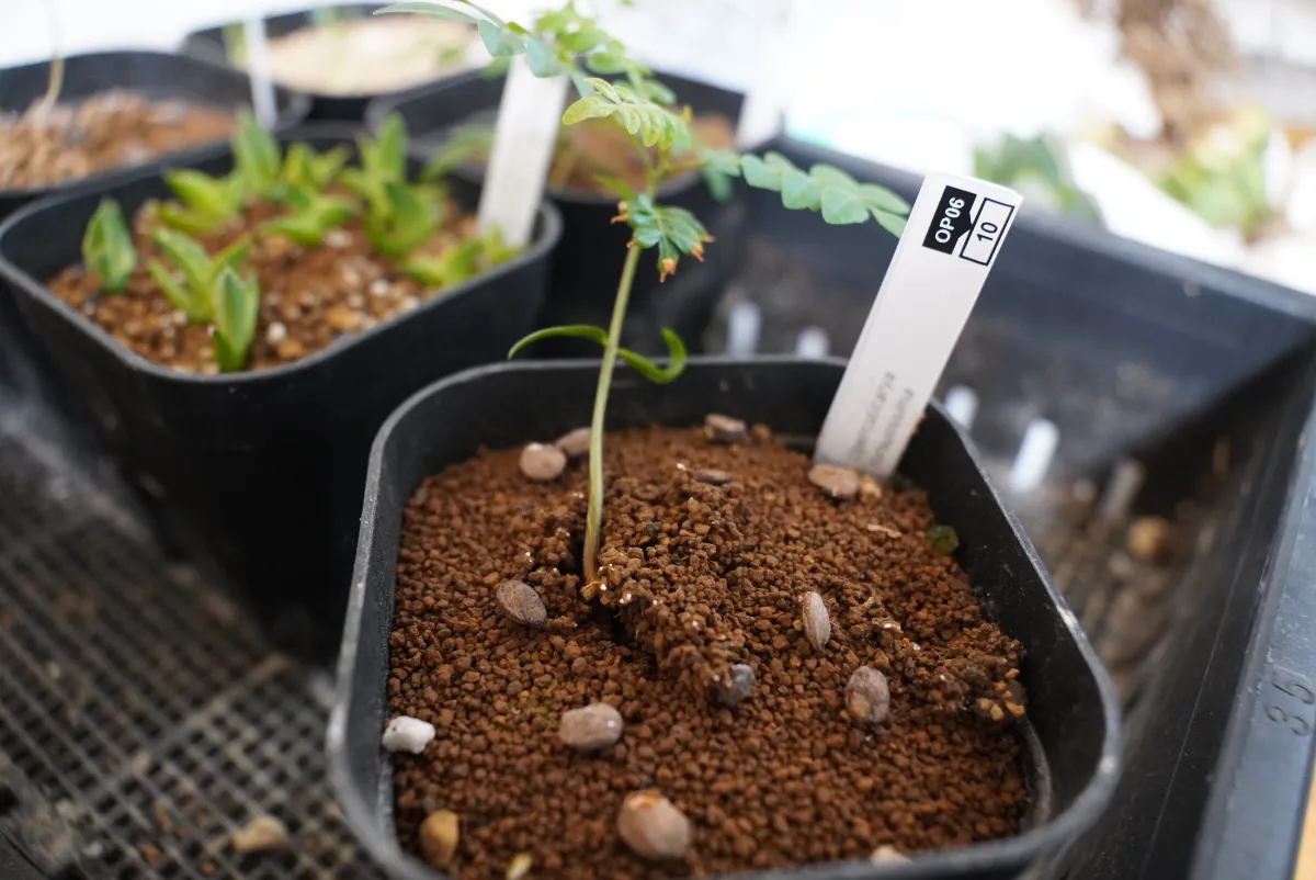 Opuntia hirsutissima (オペルクリカリア ヒルスティッシマ)