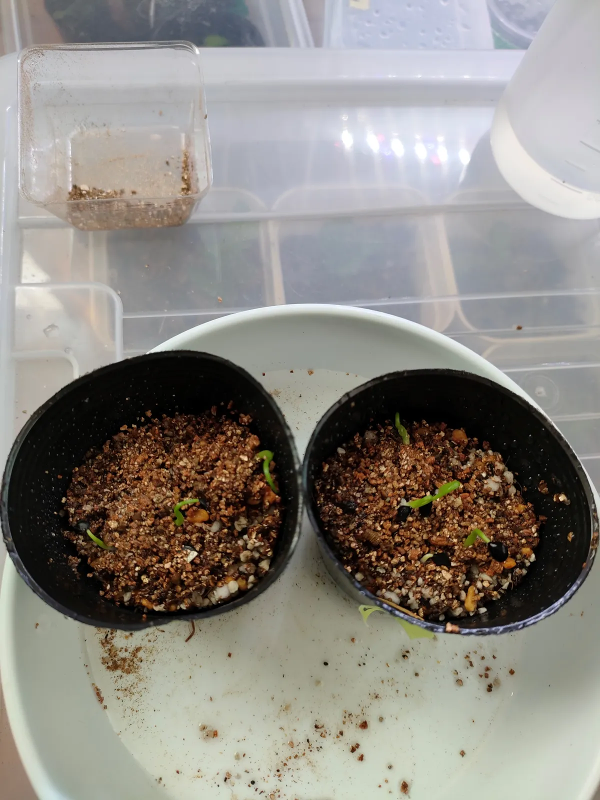 Agave mckelveyana (アガベ マッケルベヤナ)