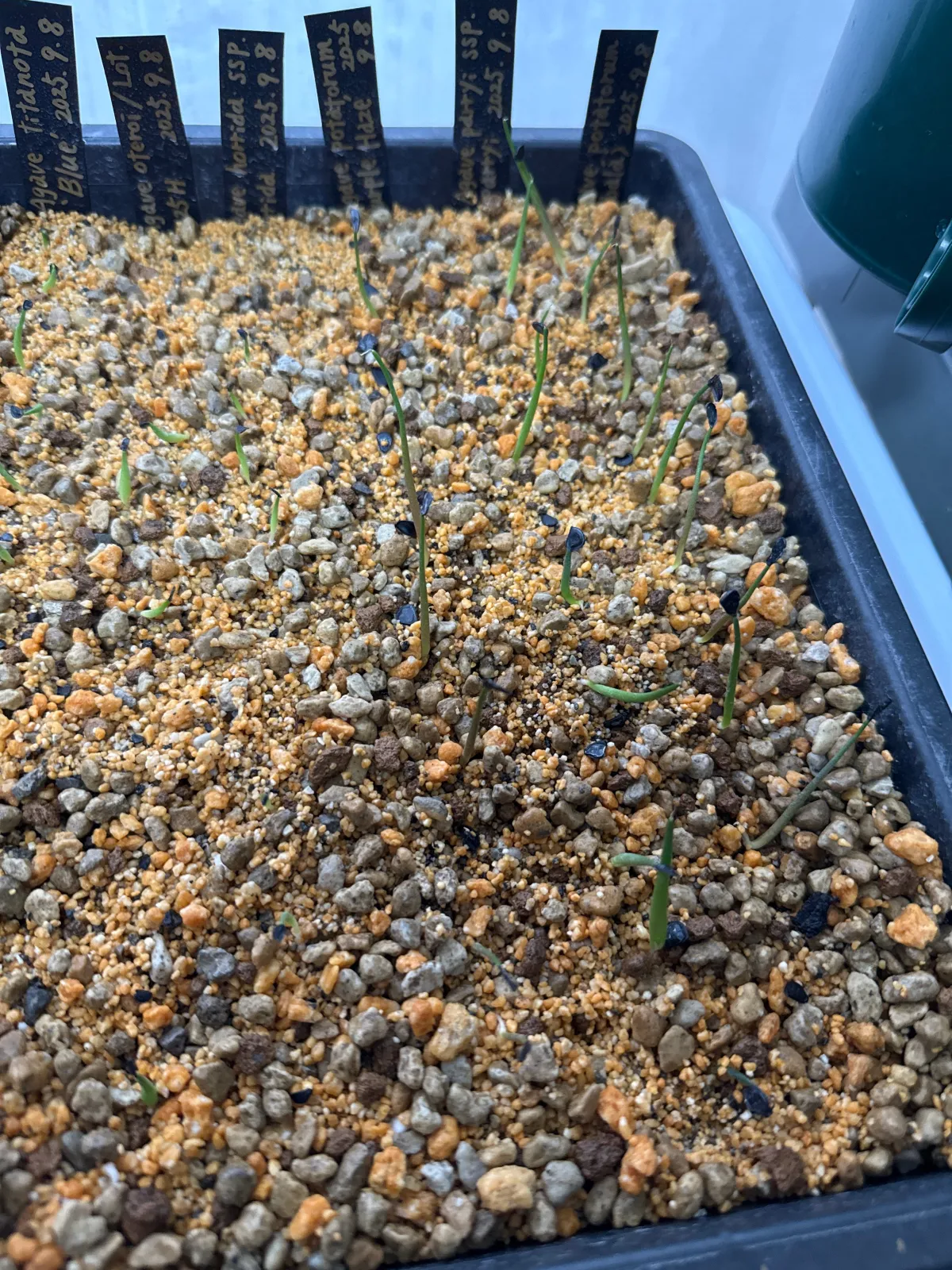 Agave parryi subsp. parryi (アガベ パリー)