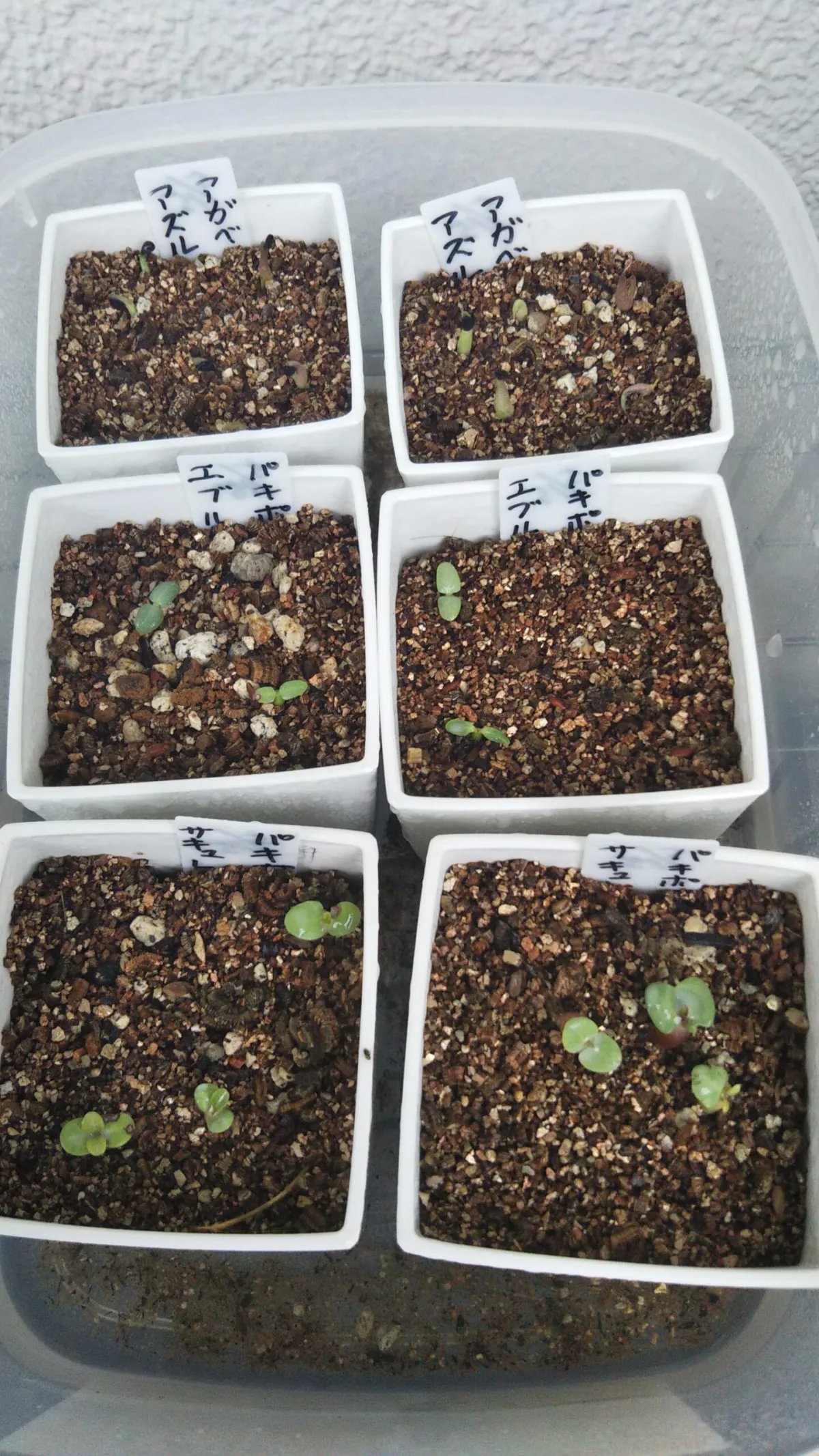 Pachypodium rosulatum var. eburneum (パキポディウム エブレネウム)