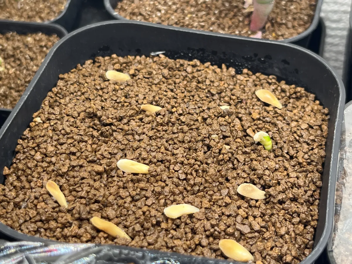 Pachypodium lamerei var. fiherenense (パキポディウム フィヘレンセ)