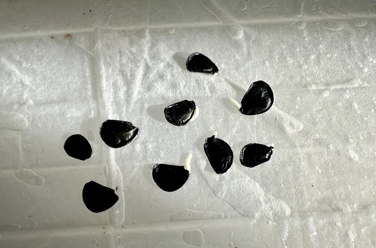 Agave parryi var. huachucensis 'Wakefield' (アガベ パリー ウェイクフィールド)