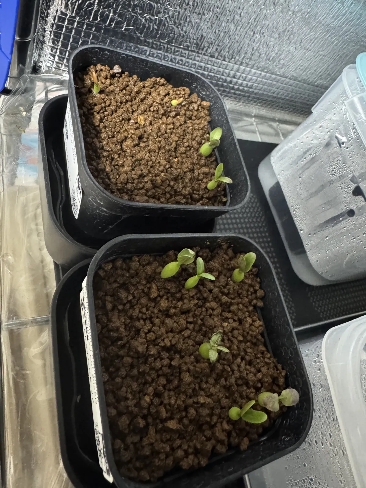 Pachypodium rosulatum var. gracilius (パキポディウム グラキリス)