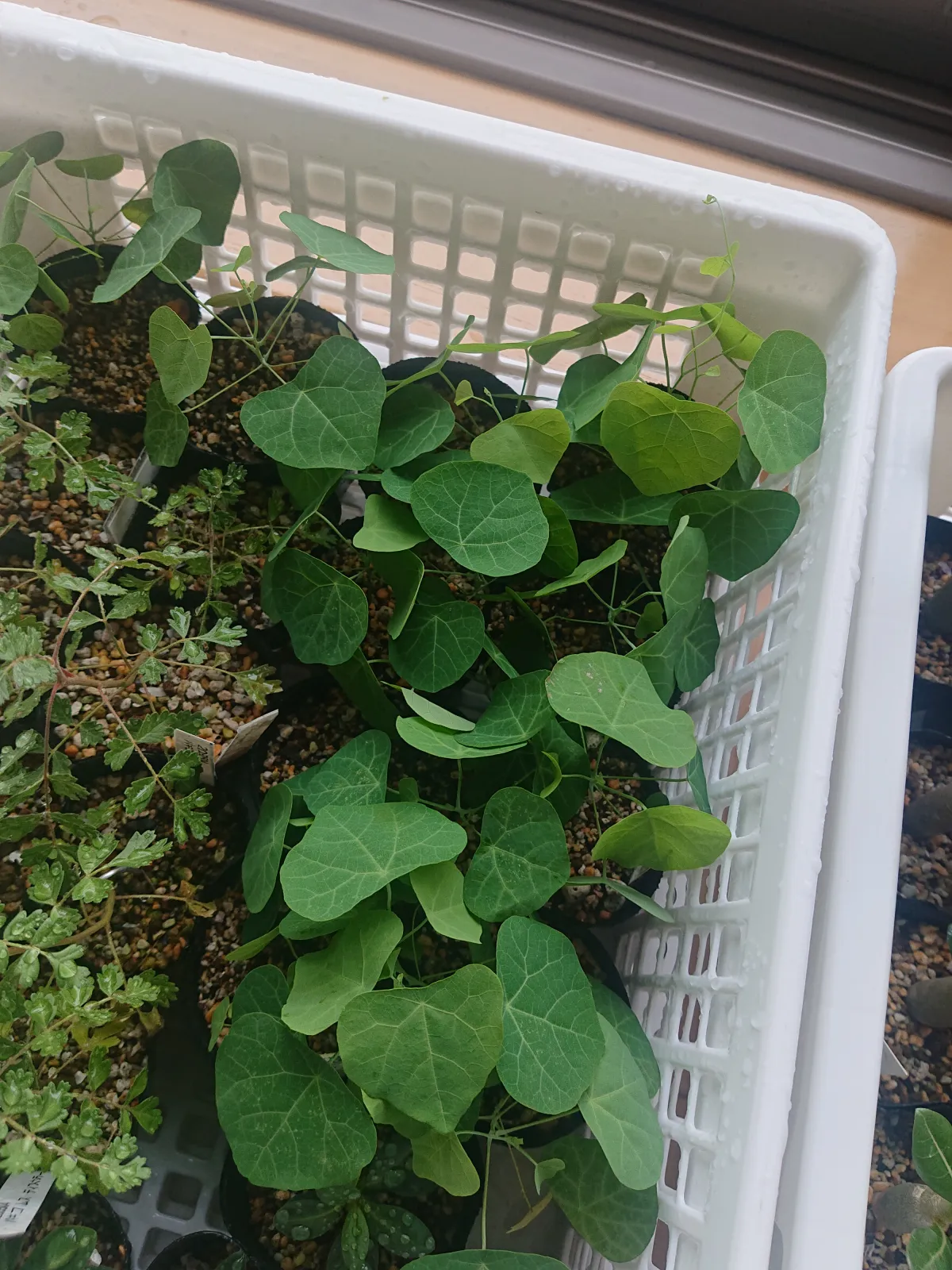 Stephania tetrandra (ステファニア テトランドラ)