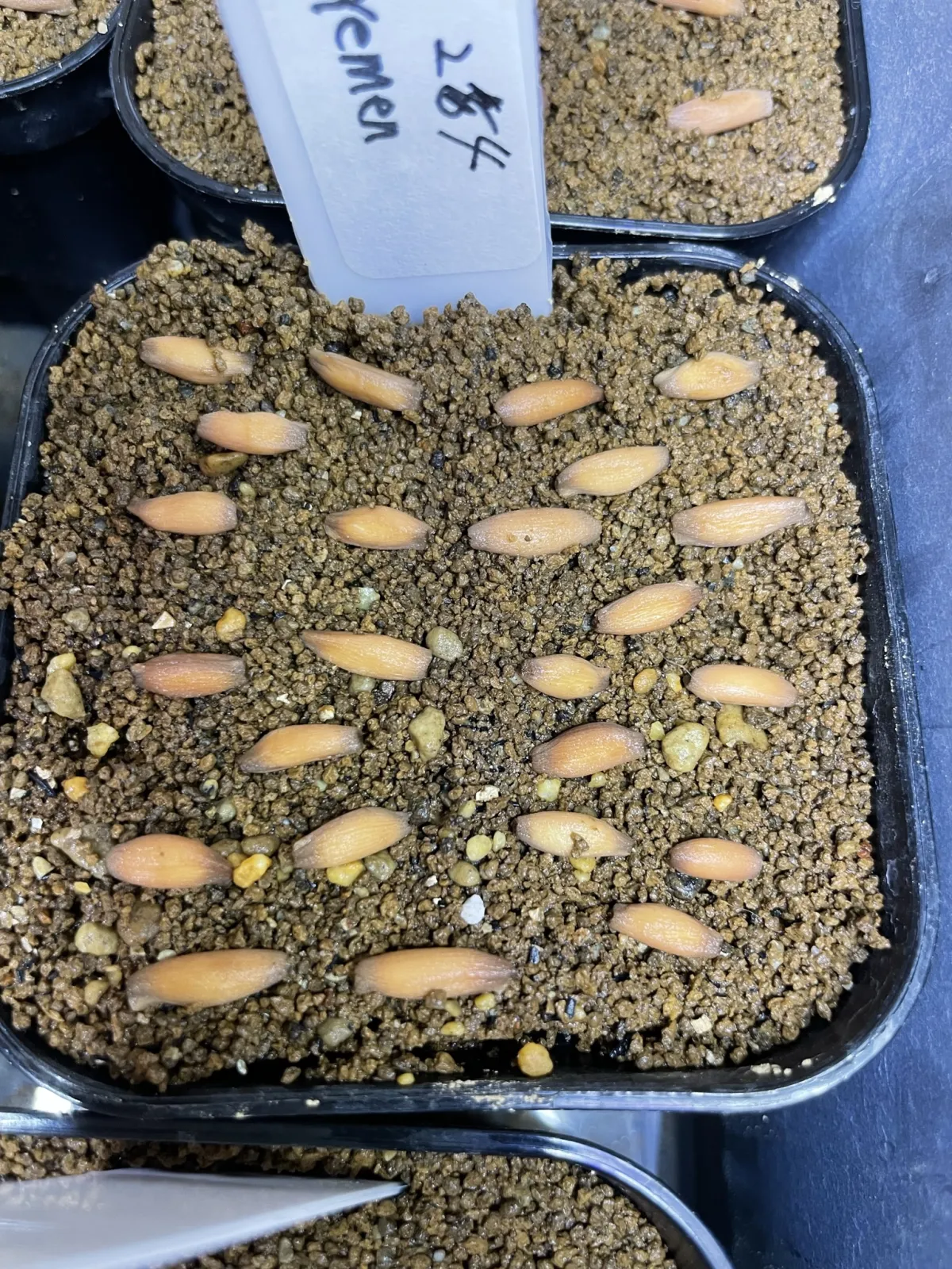 Adenium arabicum (アデニウム アラビカム イエメン)