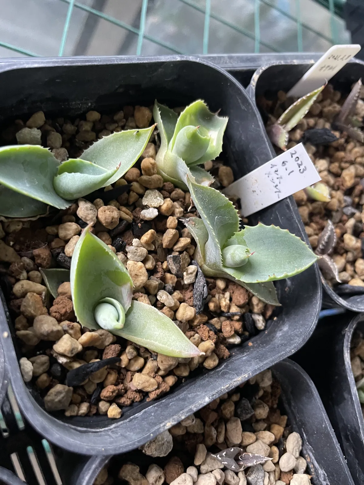 Agave isthmensis (アガベ イシスメンシス)