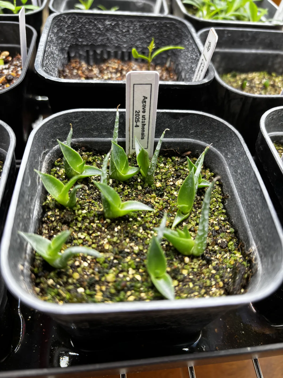 Agave utahensis var. eborispina (アガベ エボリスピナ)