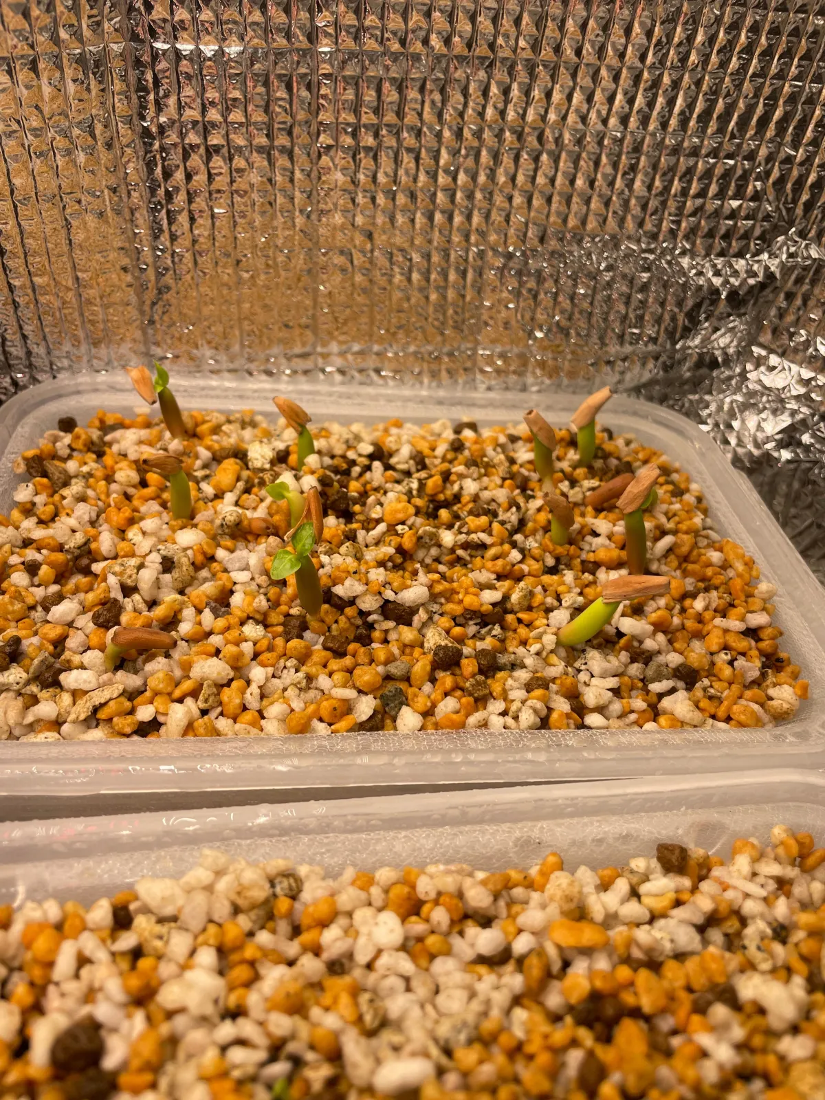 Adenium arabicum (アデニウム アラビカム)