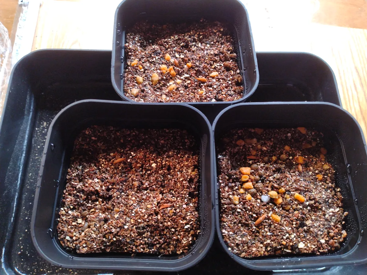 [無料種子] 発芽難 パキポディウム グラキリス　 Pachypodium rosulatum var. gracilius