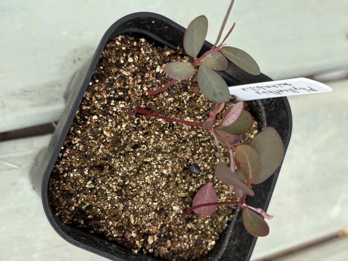 Phyllanthus mirabilis (フィランサス ミラビリス)