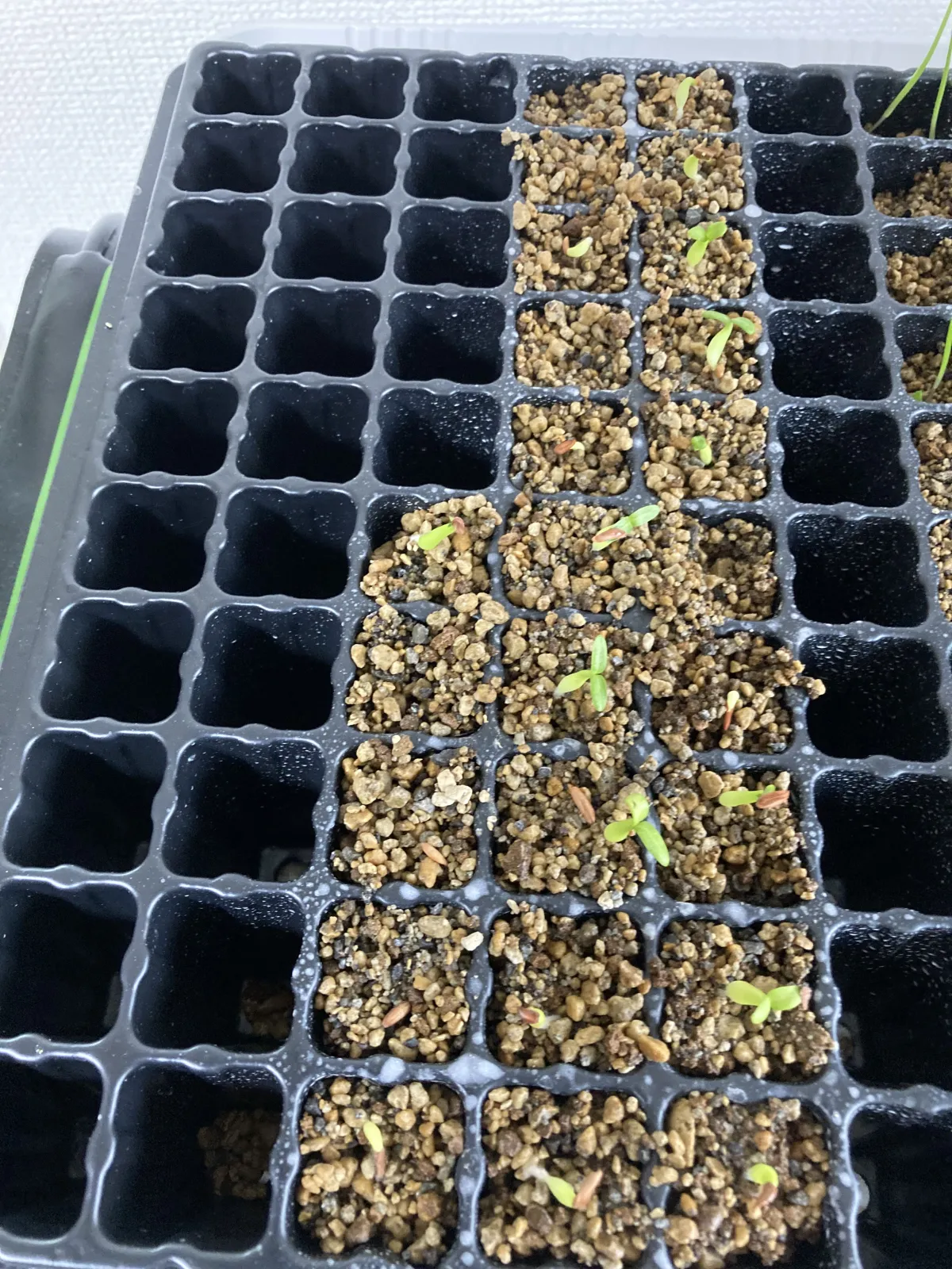 Pachypodium rosulatum var. gracilius (パキポディウム グラキリス)