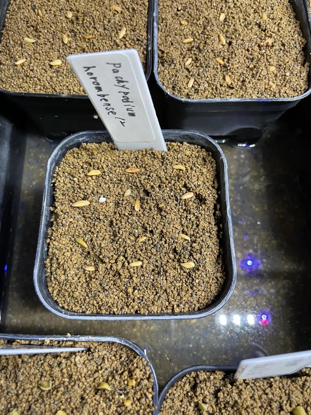 Pachypodium horombense (パキポディウム ホロンベンセ)