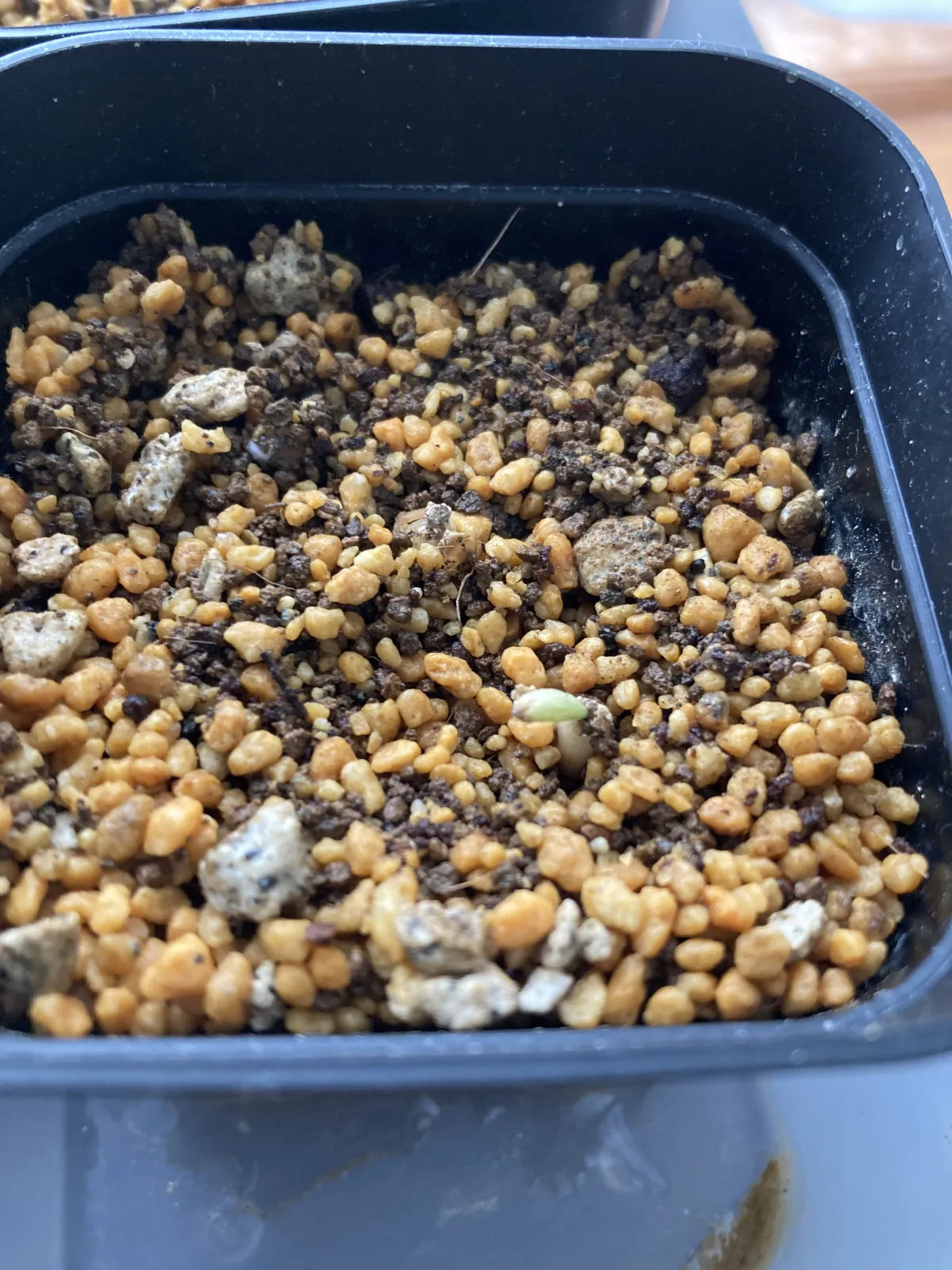 Cyphostemma juttae (キフォステンマ ユッタエ)