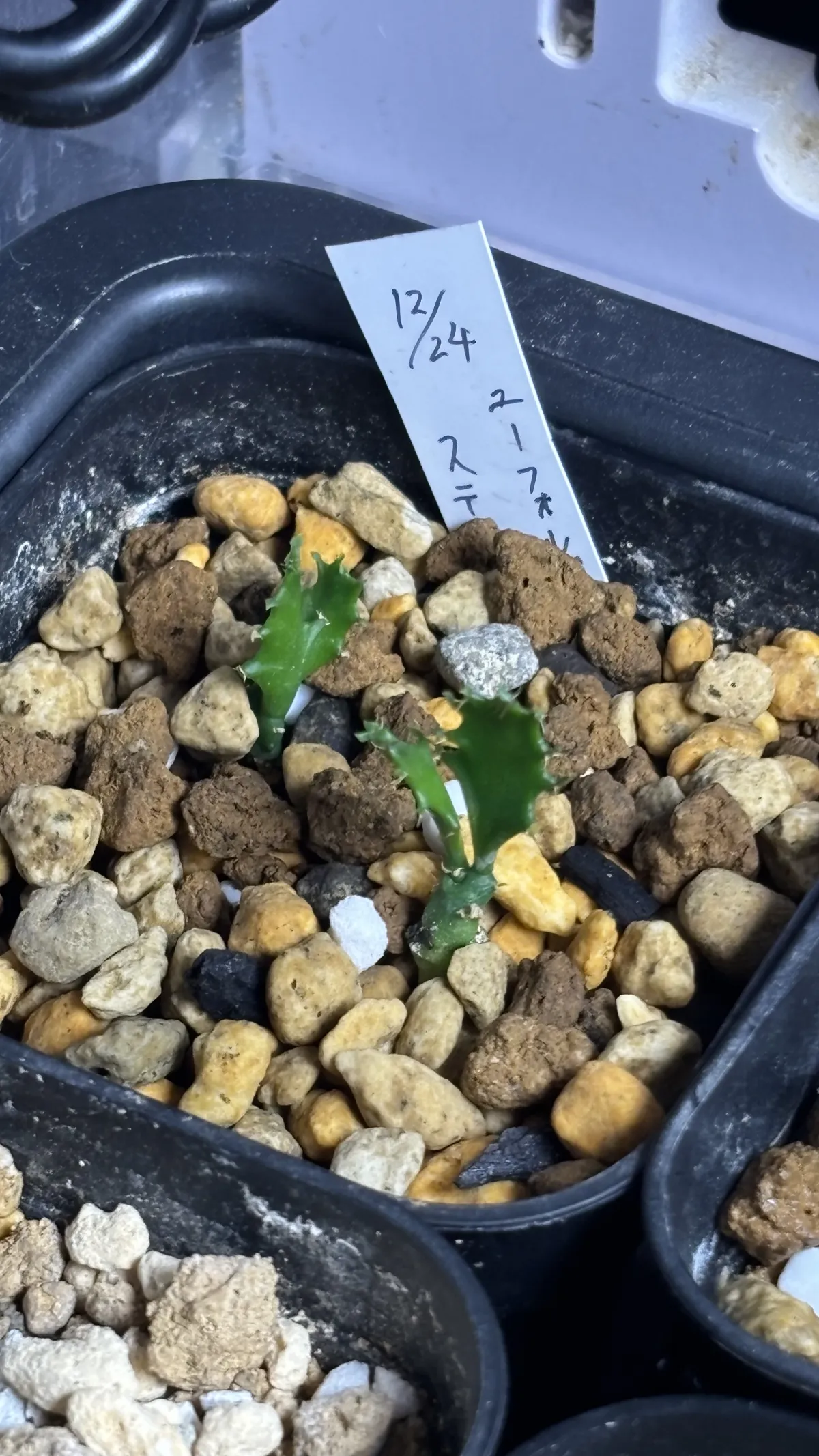 Euphorbia stellata (ユーフォルビア ステラータ 飛竜)