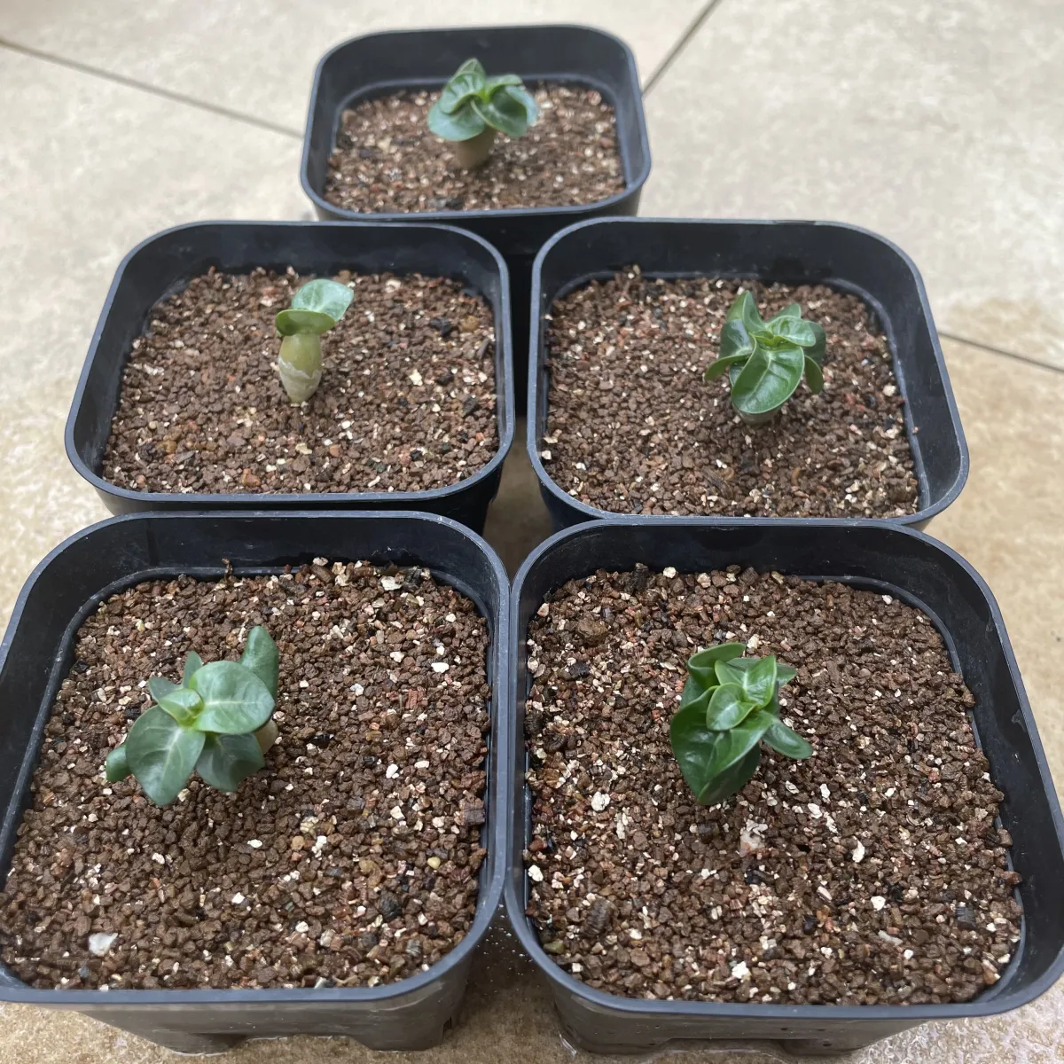 Adenium DHA PPL (アデニウム DHA PPL)