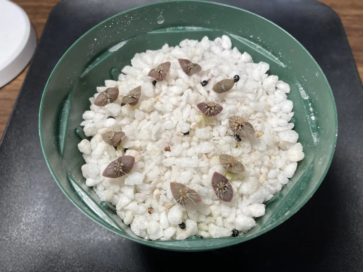 Pilosocereus chrysacanthus (ピロソケレウス クリサカンサス)