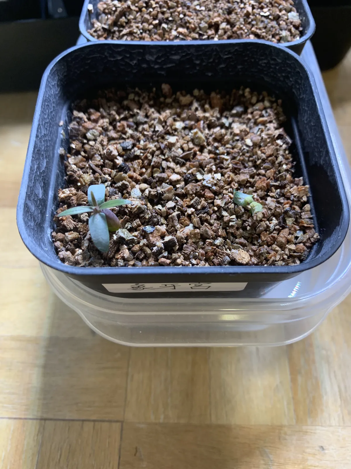 Pachypodium rosulatum var. gracilius (パキポディウム グラキリス)