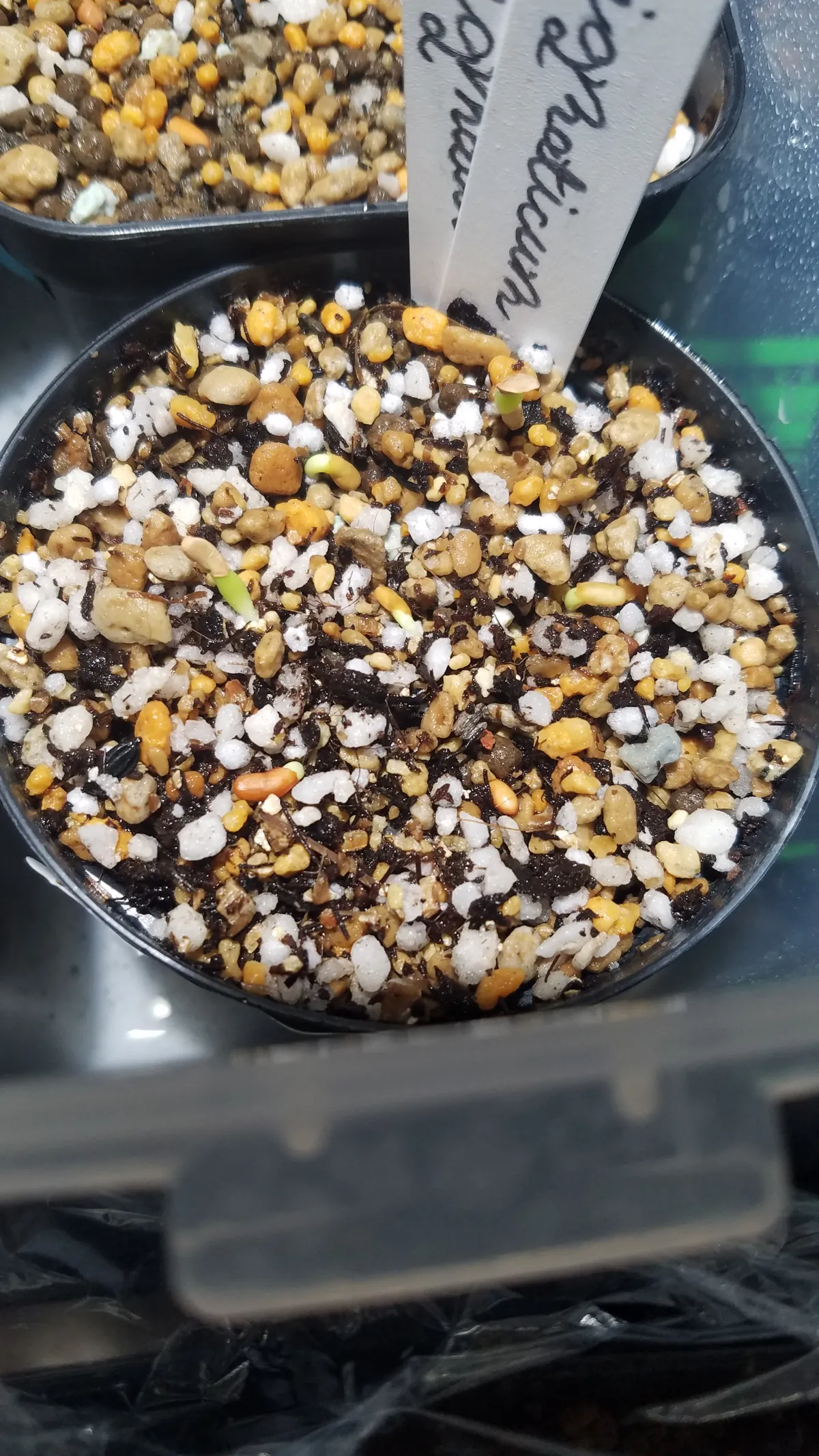 Pachypodium enigmaticum (パキポディウム エニグマチカム)