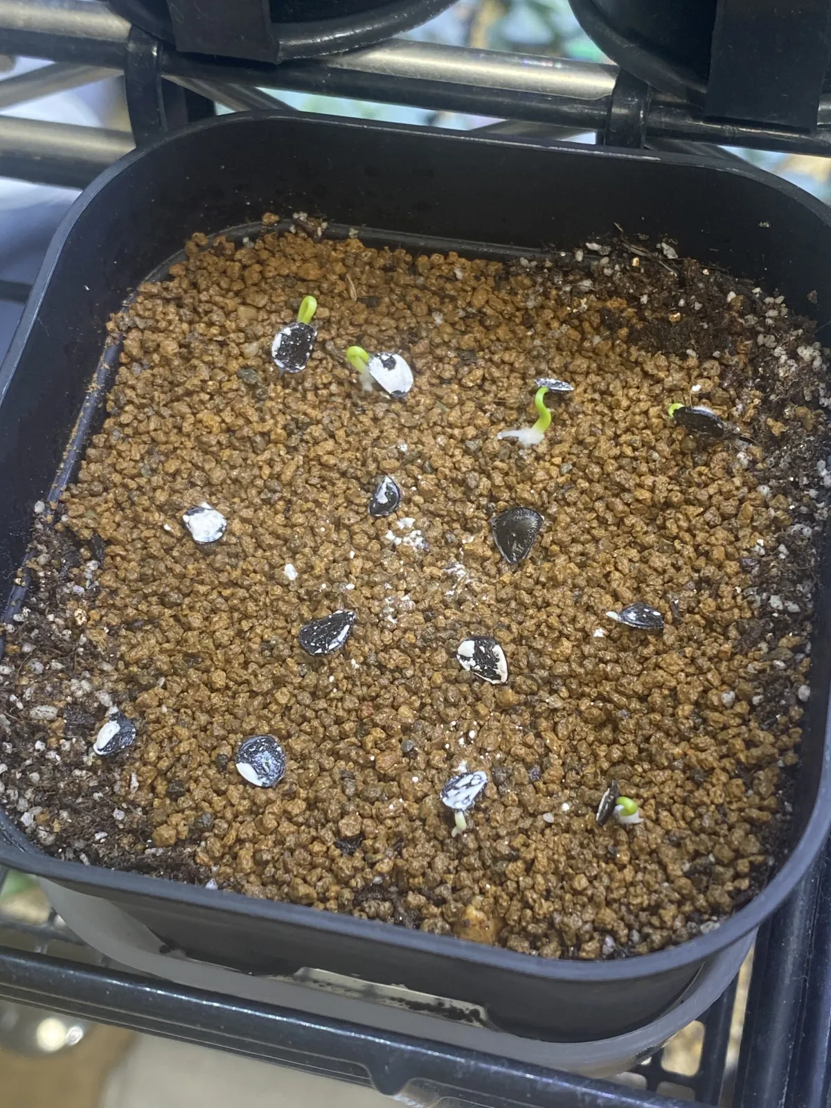 Agave potatorum Dwarf (アガベ ポタトラムドワーフ)