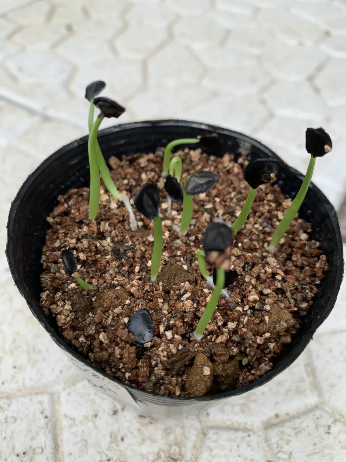 Agave gentryi La Escondida (アガベ ジェントリー ラ・エスコンディーダ)