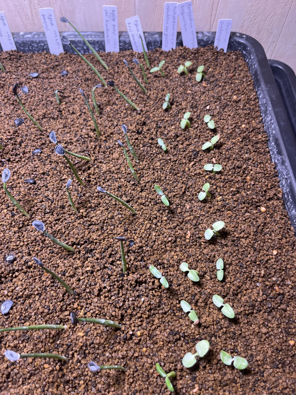 Agave Agave sp 'Azul Monterrey' (アガベ アズールモントレー)