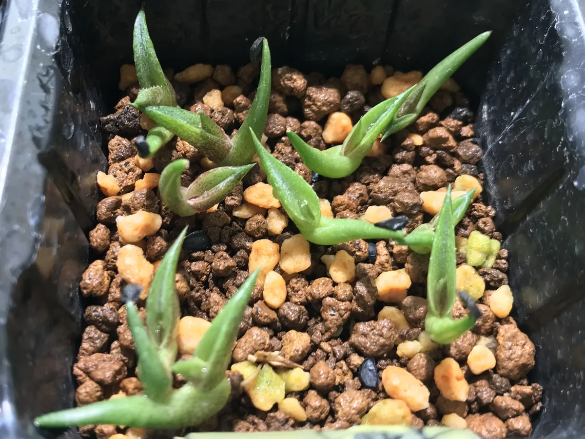 Agave oteroi (アガベ オテロイ)