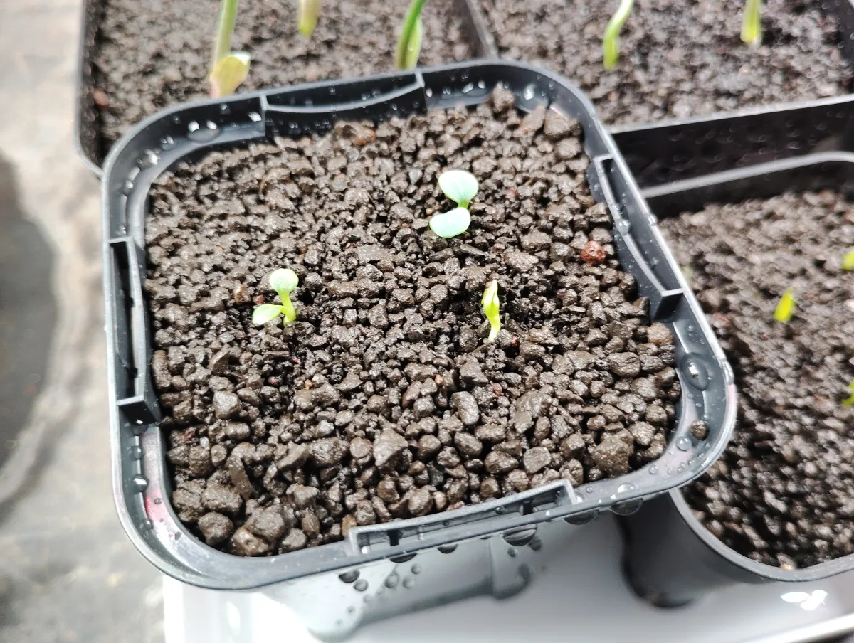 Euphorbia primulifolia var. primulifolia (ユーフォルビア プリムリフォリア)