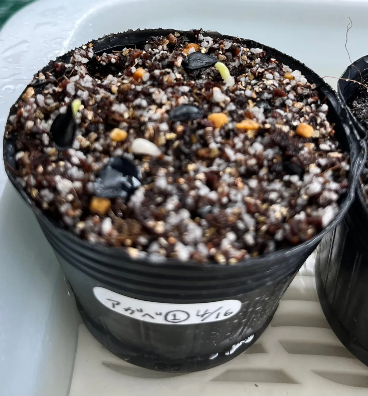  アガベ ミックス Agave Mix