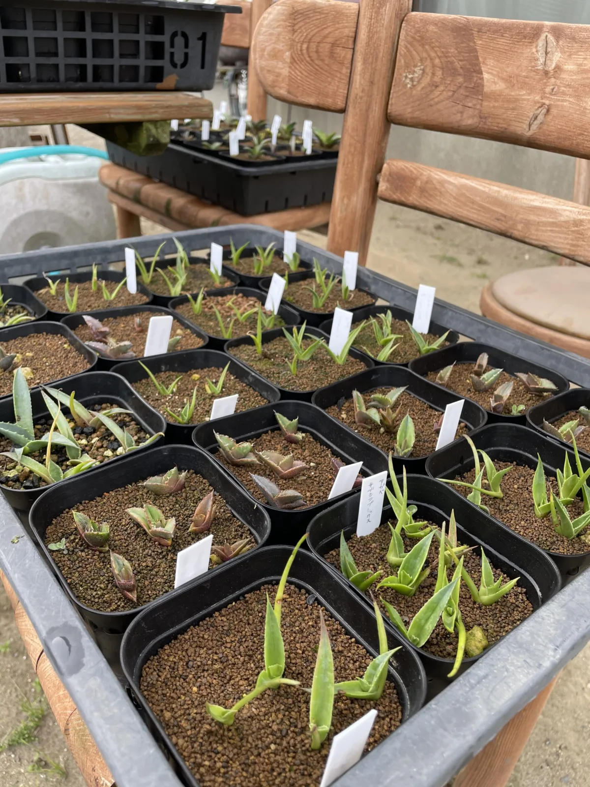 Agave subsimplex (アガベ サブシンプレックス)