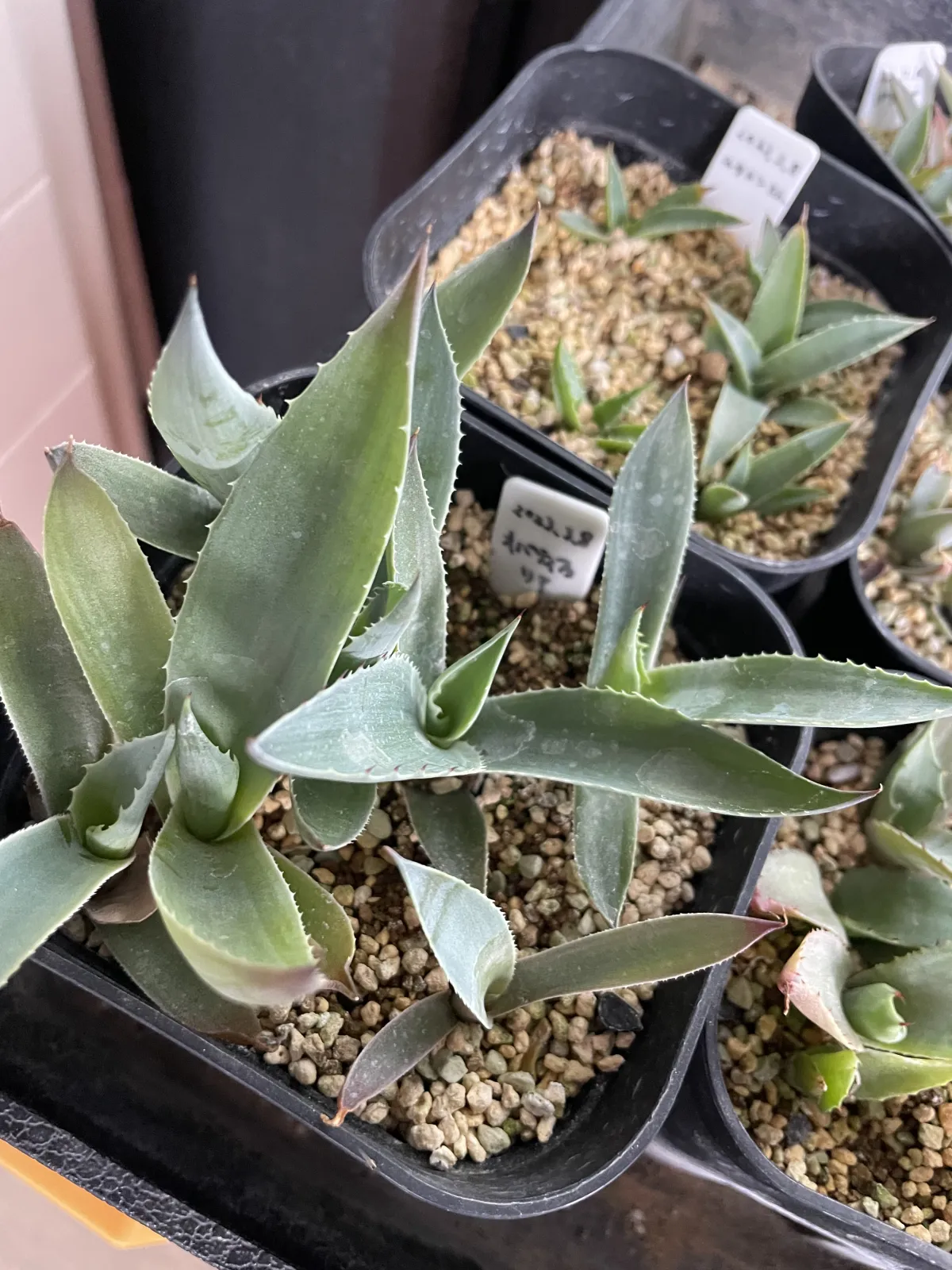 Agave ovatifolia (アガベ オバティフォリア)