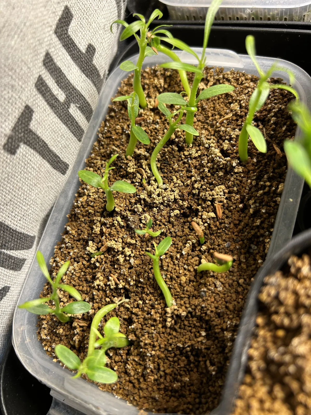 Pachypodium rosulatum (パキポディウム ロスラーツム)