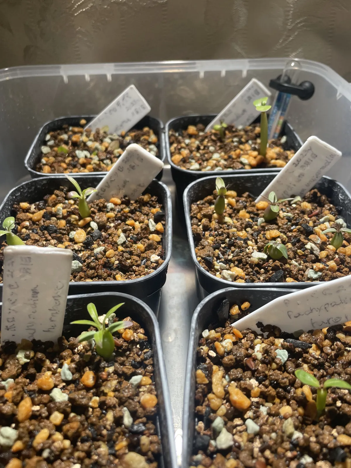 Pachypodium baronii (パキポディウム バロニー)