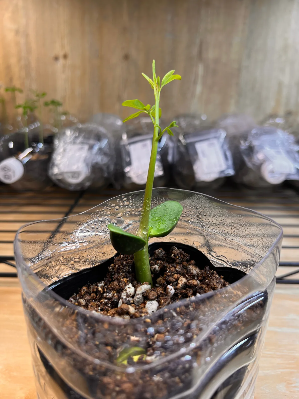 Moringa drouhardii (モリンガ ドロウハーディ)