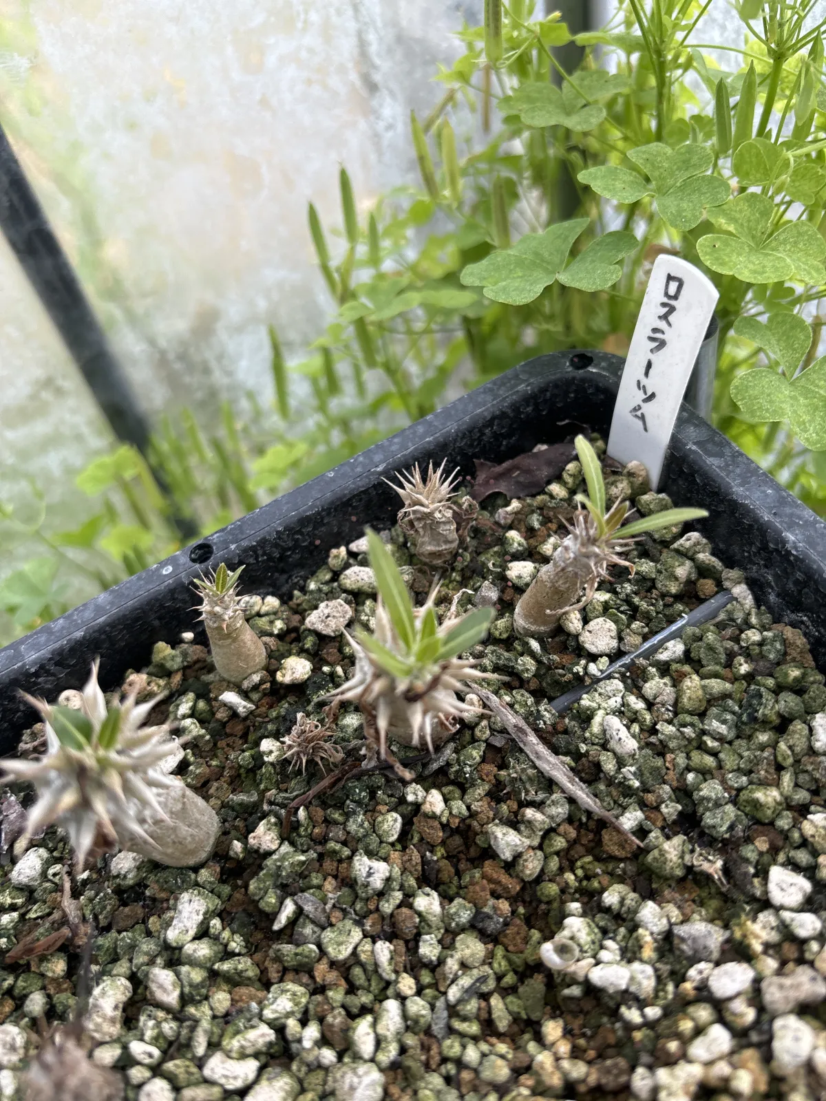 Pachypodium rosulatum (パキポディウム ロスラーツム)