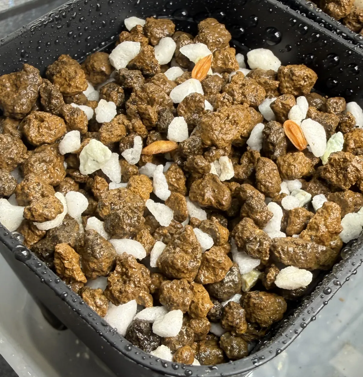 Pachypodium rosulatum subsp. makayense (パキポディウム マカイエンセ)