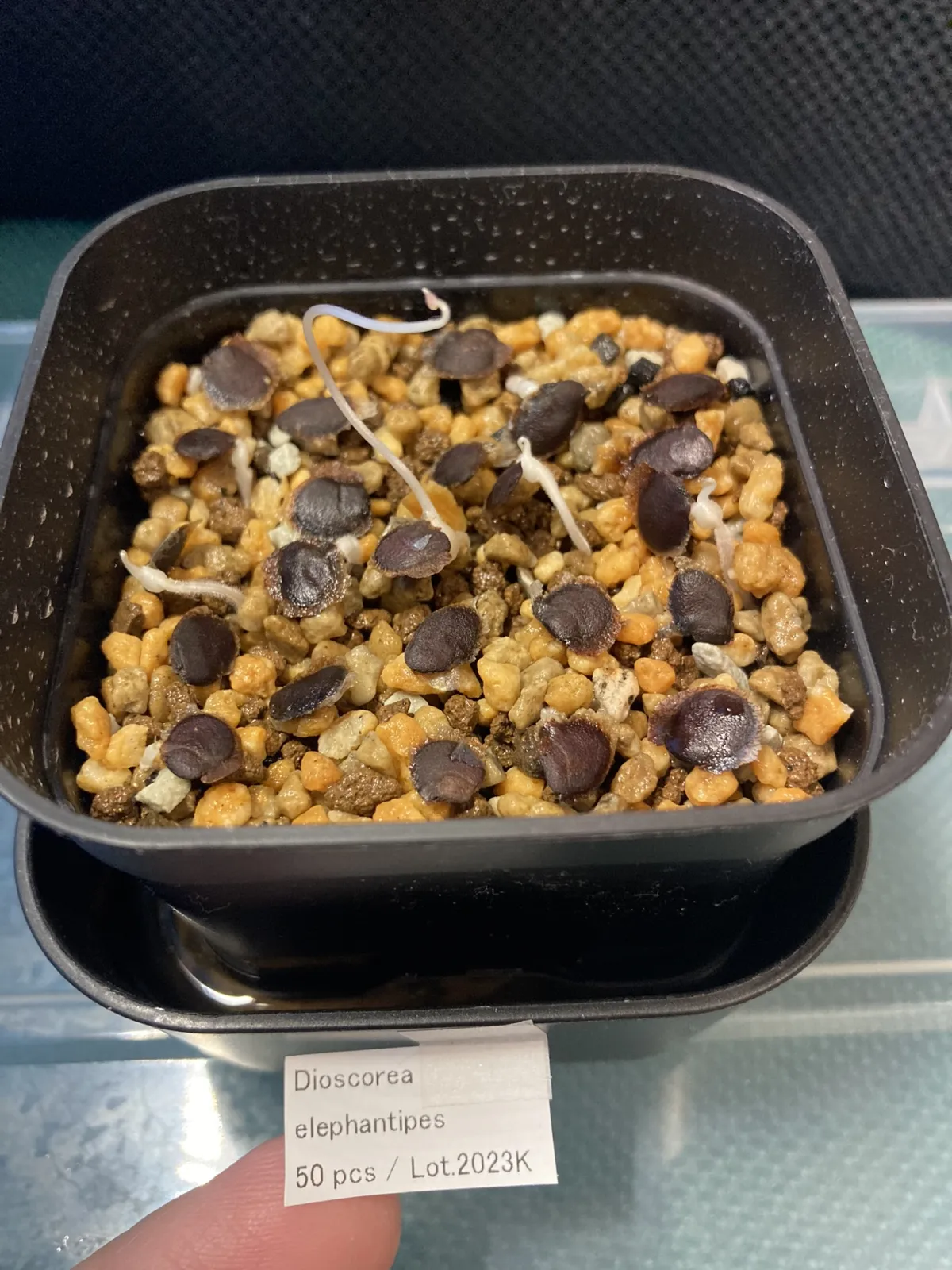 Dioscorea elephantipes (ディオスコレア エレファンティペス アフリカ亀甲竜)