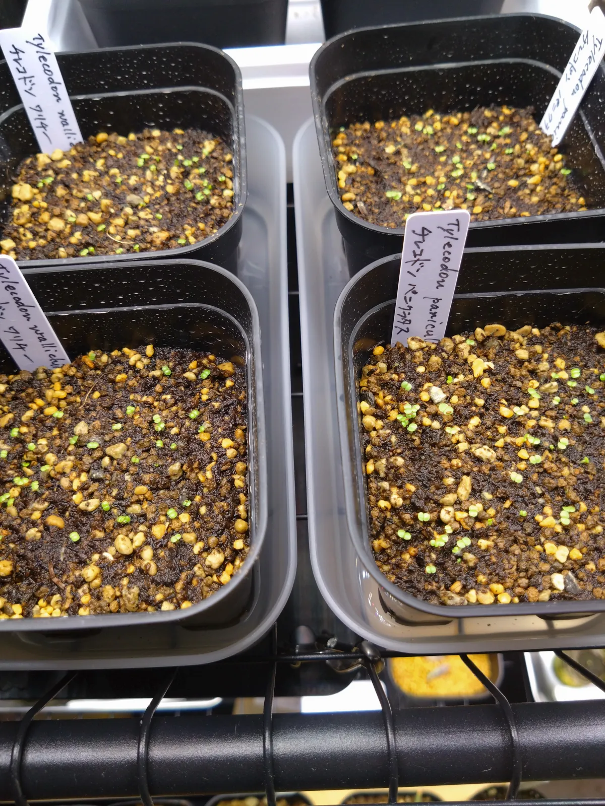 Tylecodon paniculatus (ティレコドン パニクラタス)