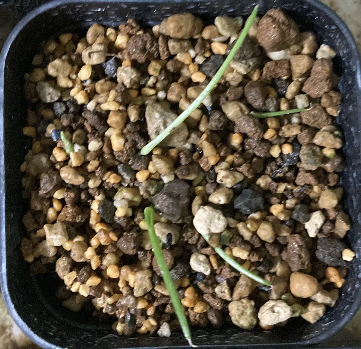 Agave filifera var. compacta (アガベ フィリフェラコンパクタ)